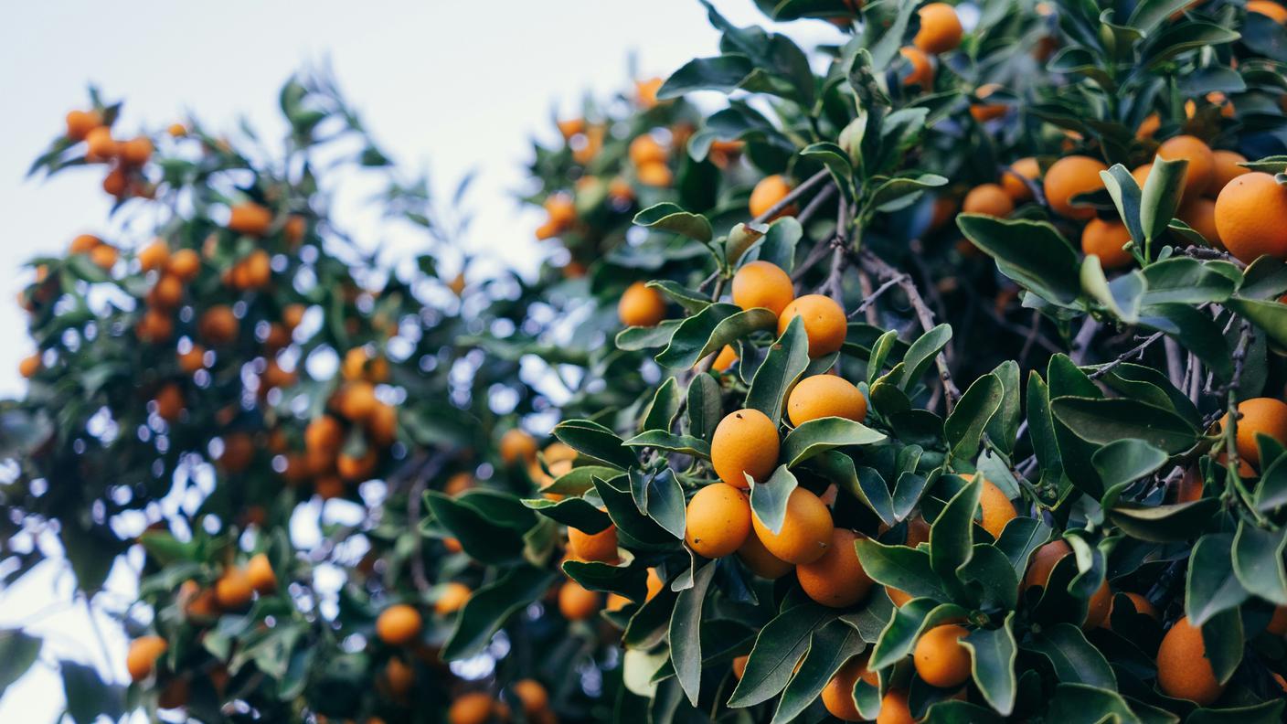 Kumquat
