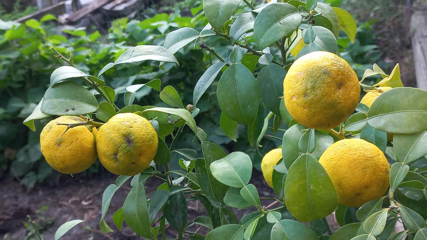 Yuzu