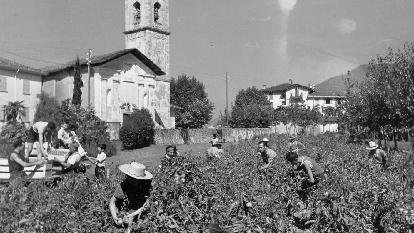 Coltivazione del pomodoro a Vacallo (ca. 1950)