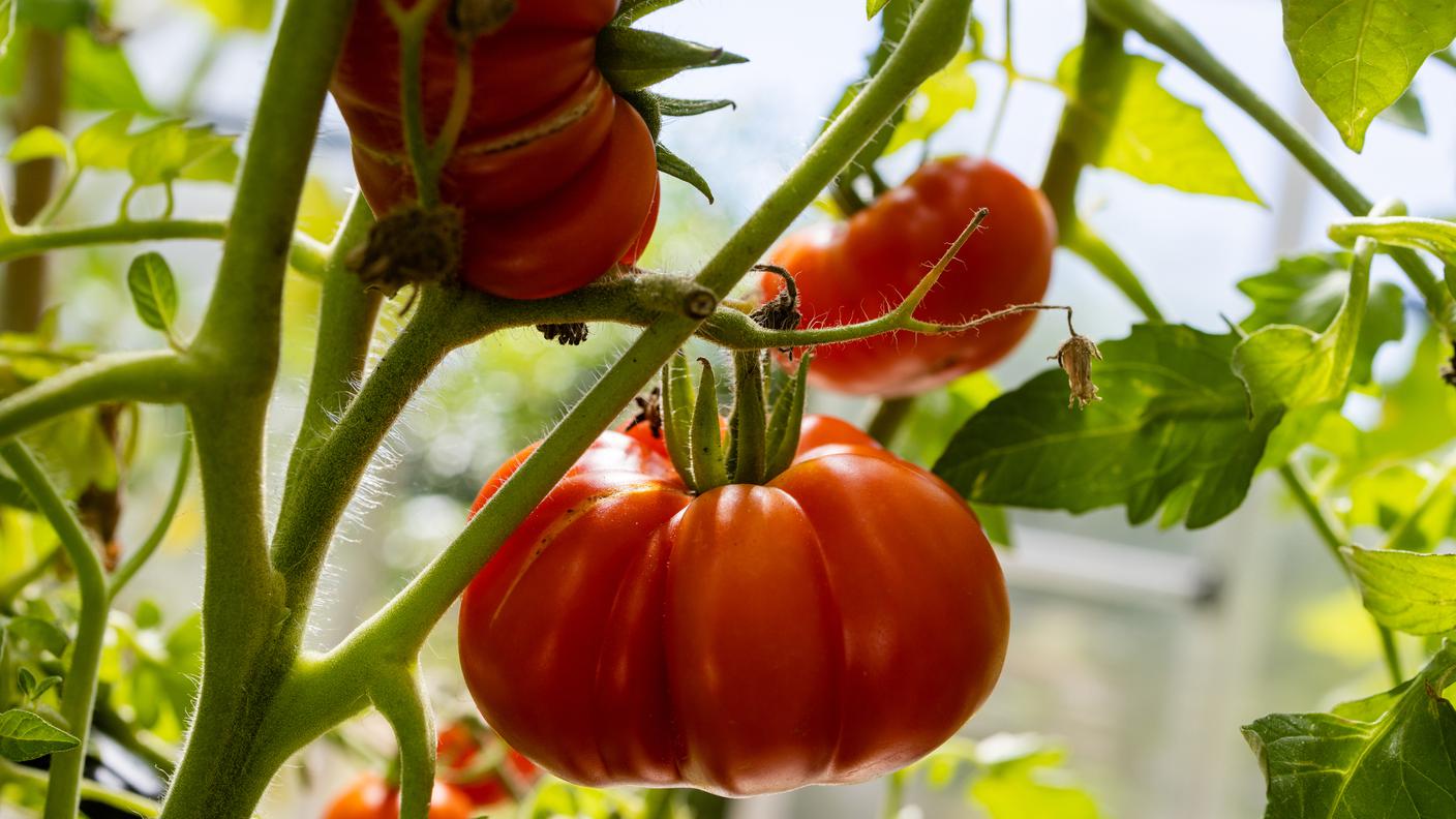 pomodori