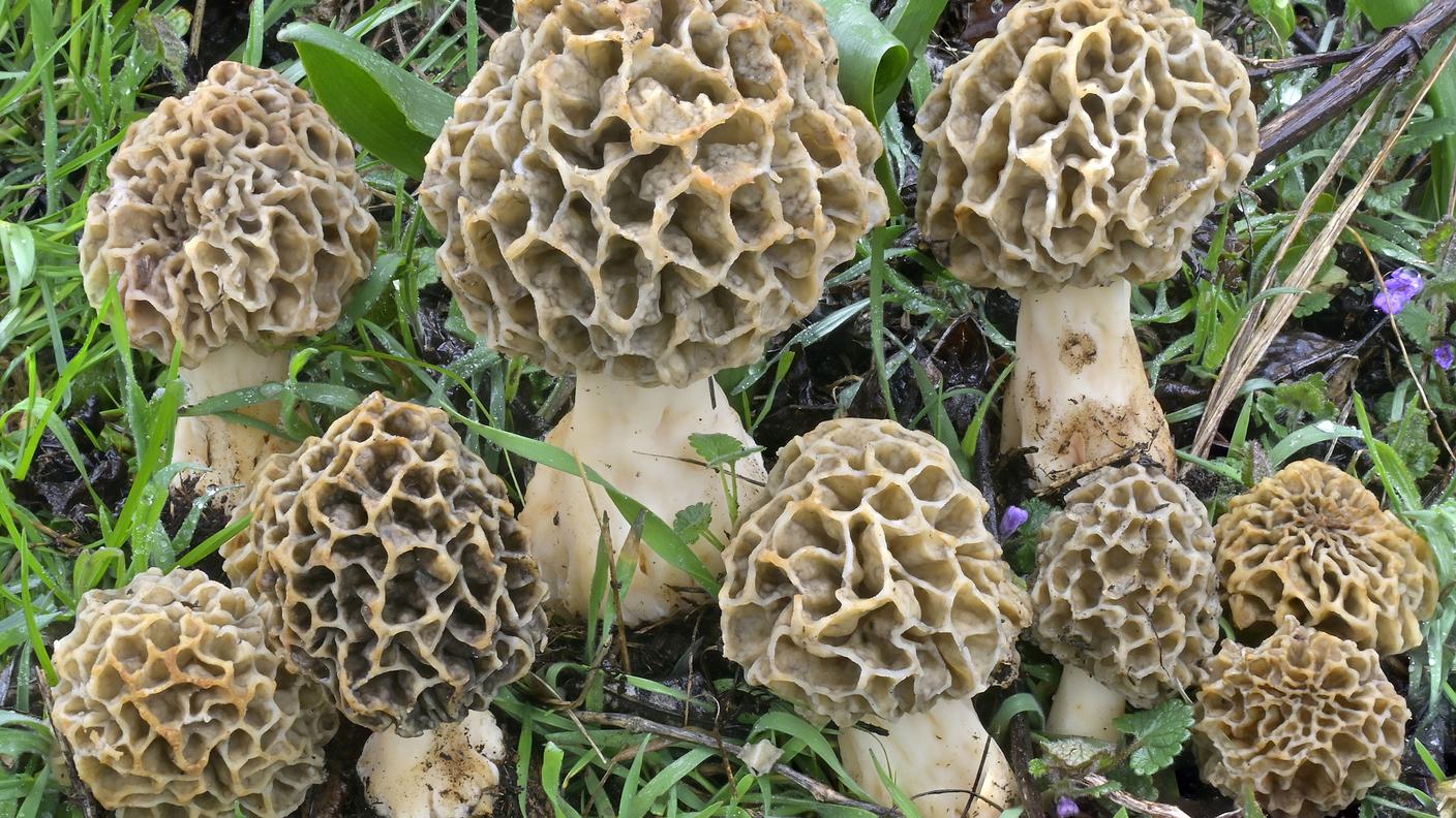 Morchella esculenta.JPG