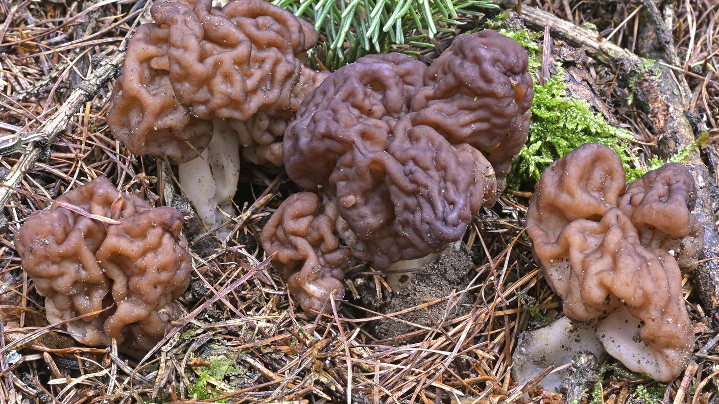 Gyromitra esculenta1.jpg