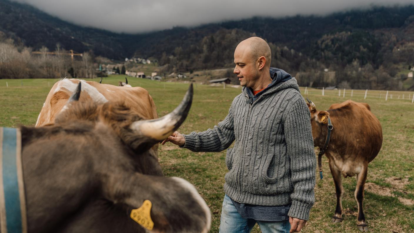 Eric Beretta, Fattoria Il Cardo, mucche