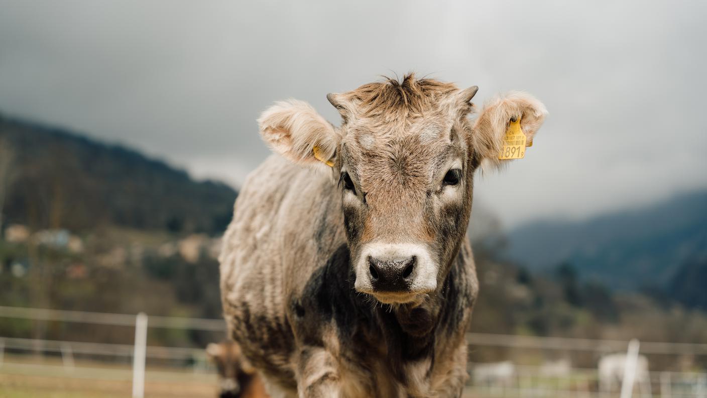 mucca fattoria il cardo