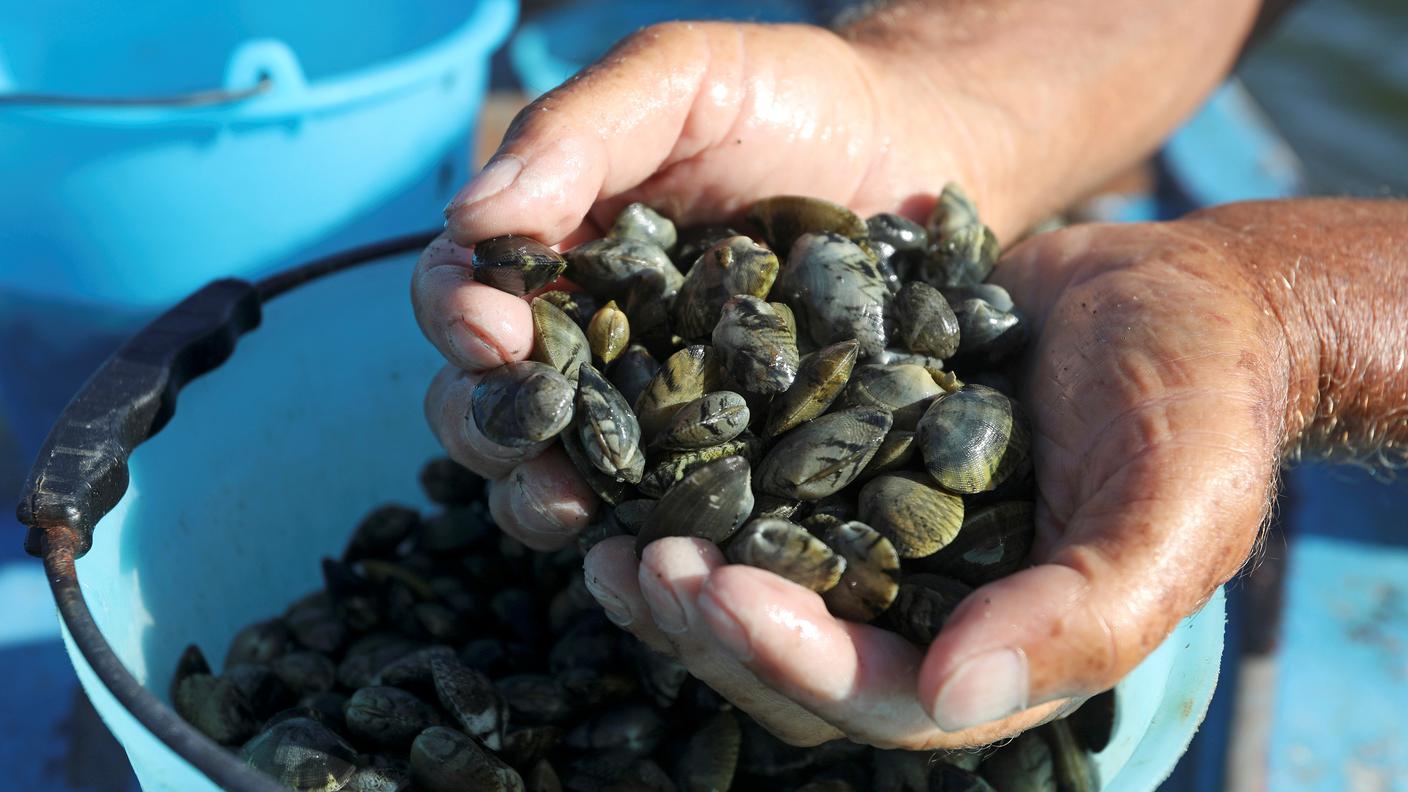 vongole