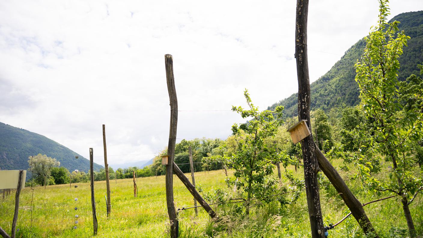 TreFrutti, frutteto