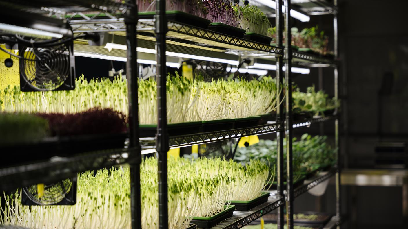 Microgreen