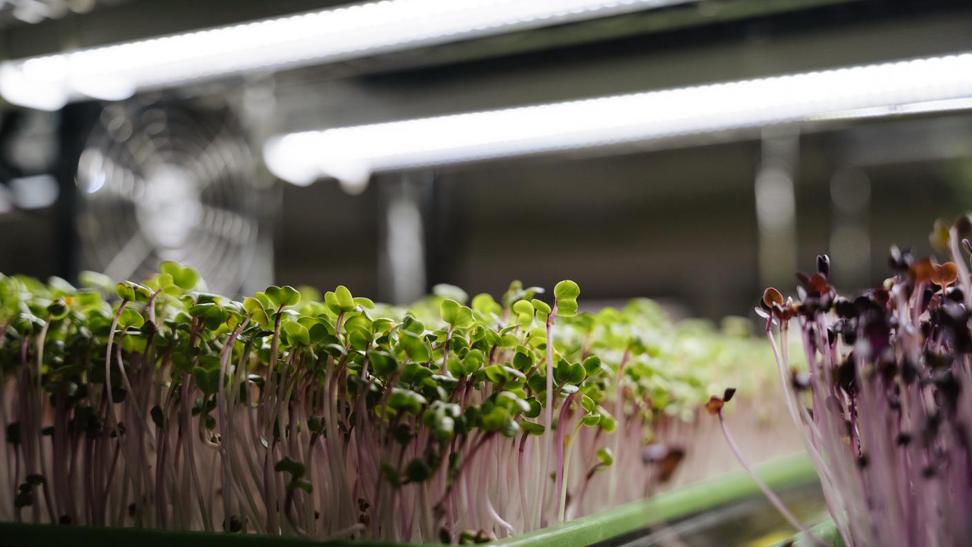 Microgreen