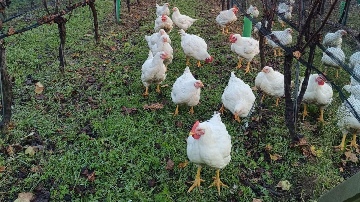 Ecopascolo - Polli nei vigneti