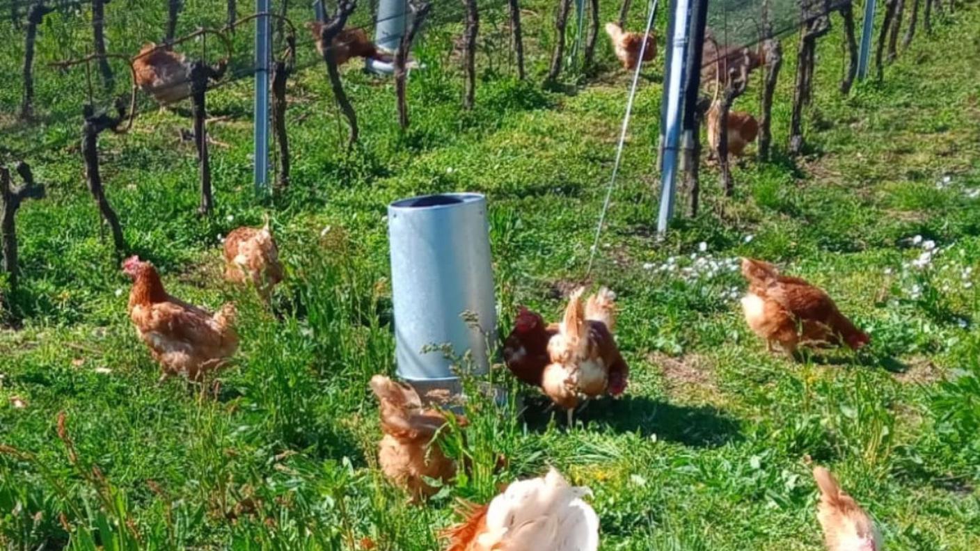 Polli  “Collo nudo zampa nera” ecopascolo