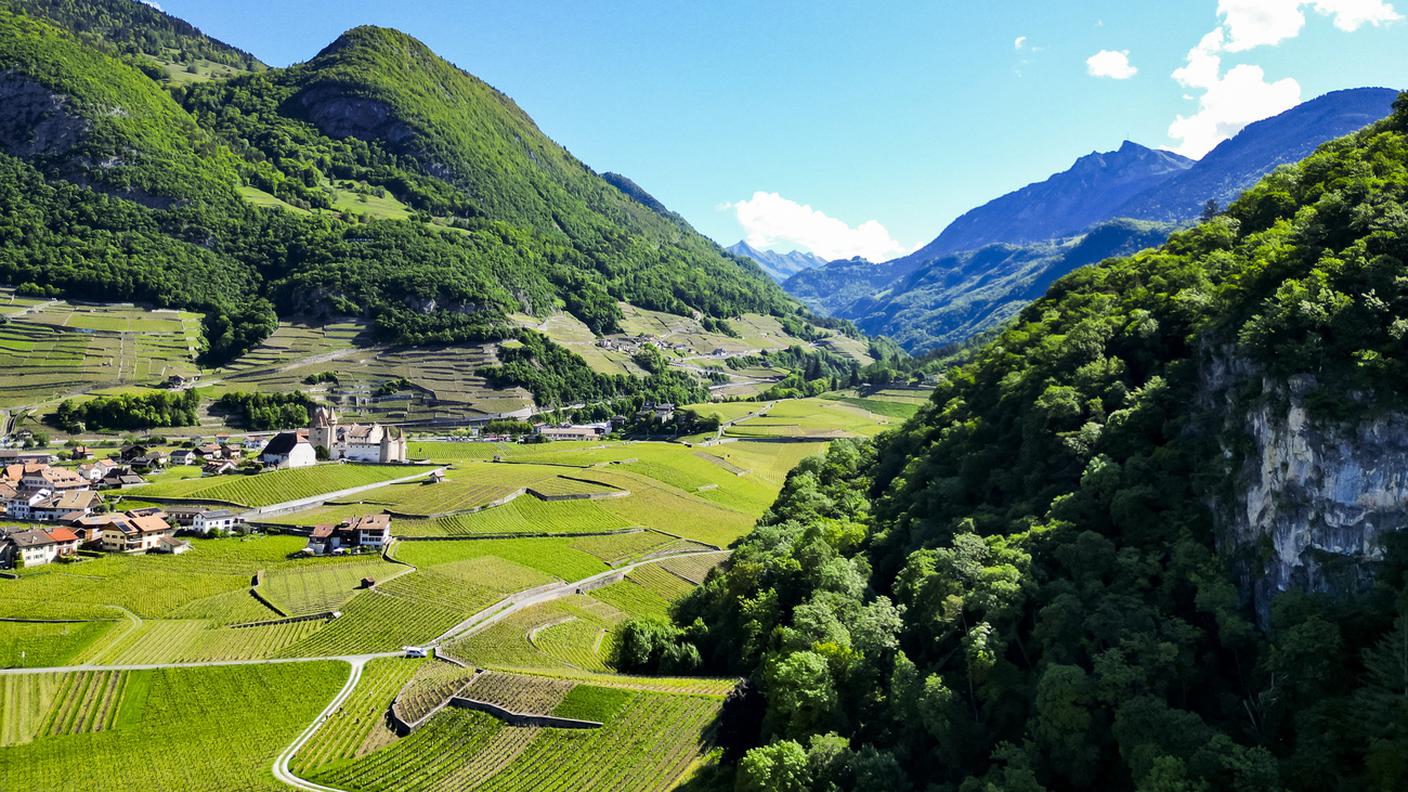 Una veduta del vigneto attorno al Castello di Aigle nel Chablais, mercoledì 14 maggio 2025 ad Aigle.