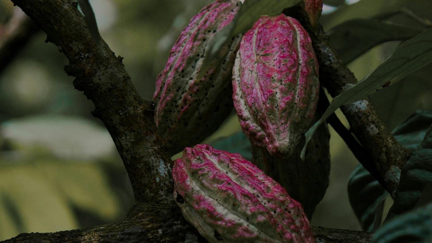 Cacao