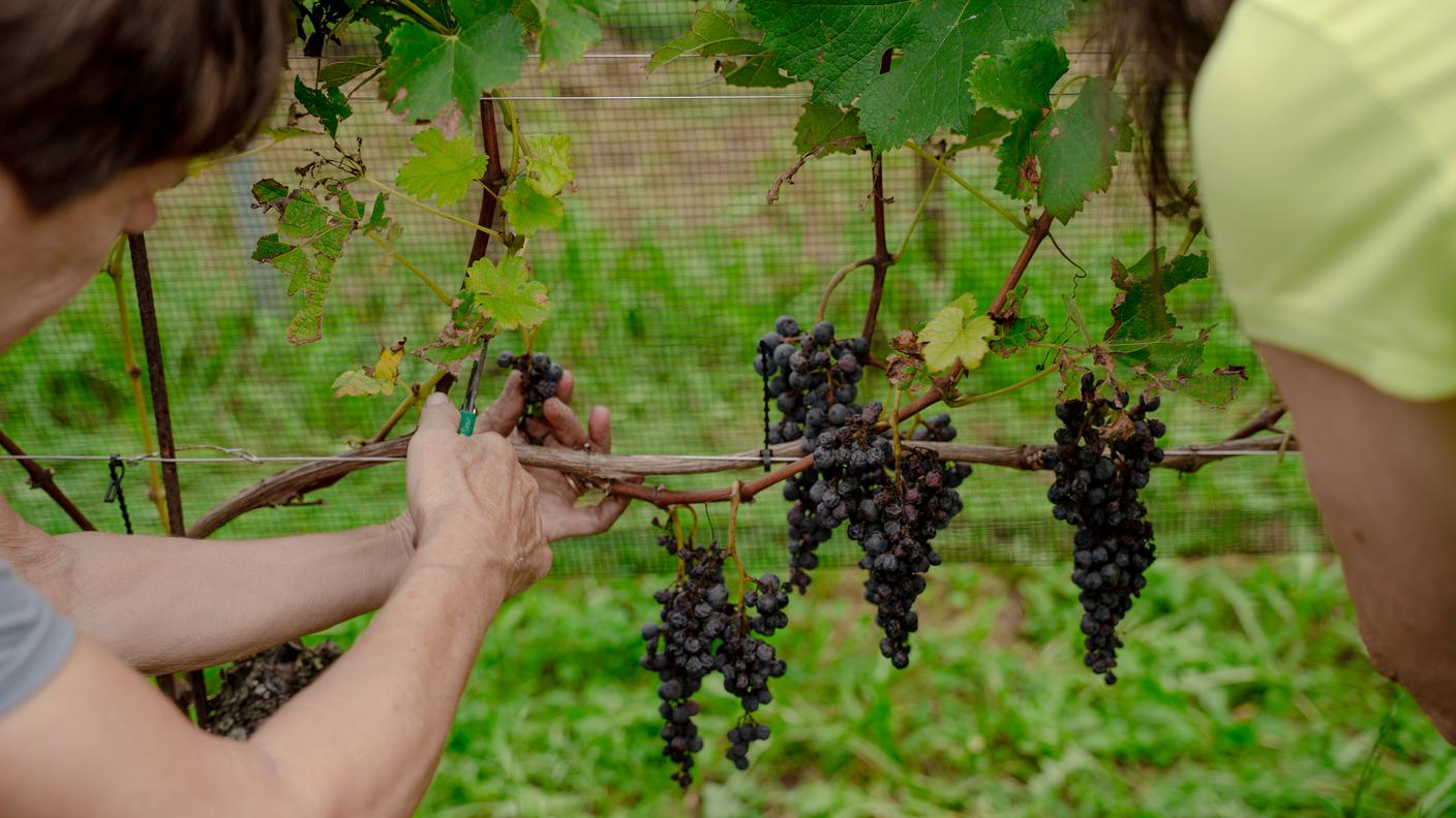 Vendemmia a mano