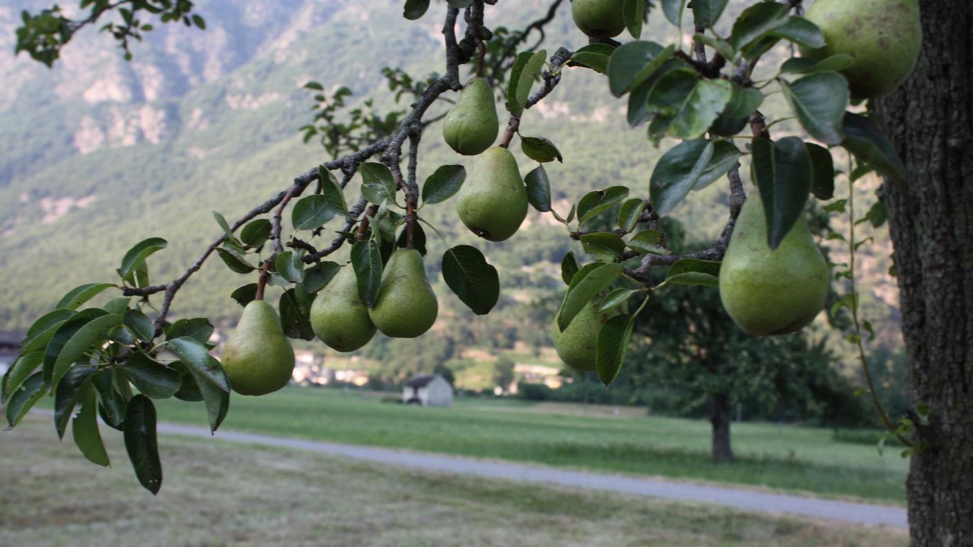 Pero Semione genotipo unico 