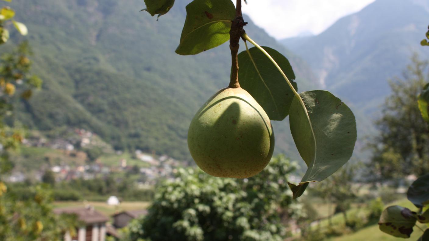 Pero Semione "Buttira del Ticino"