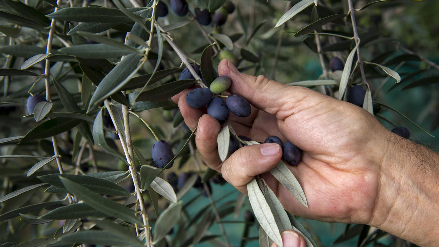 Olivo