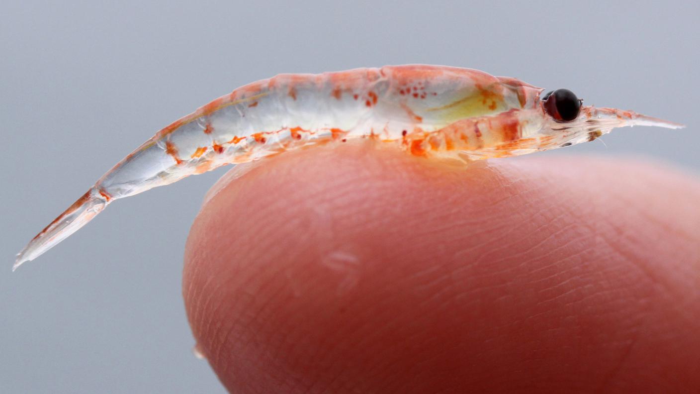 krill