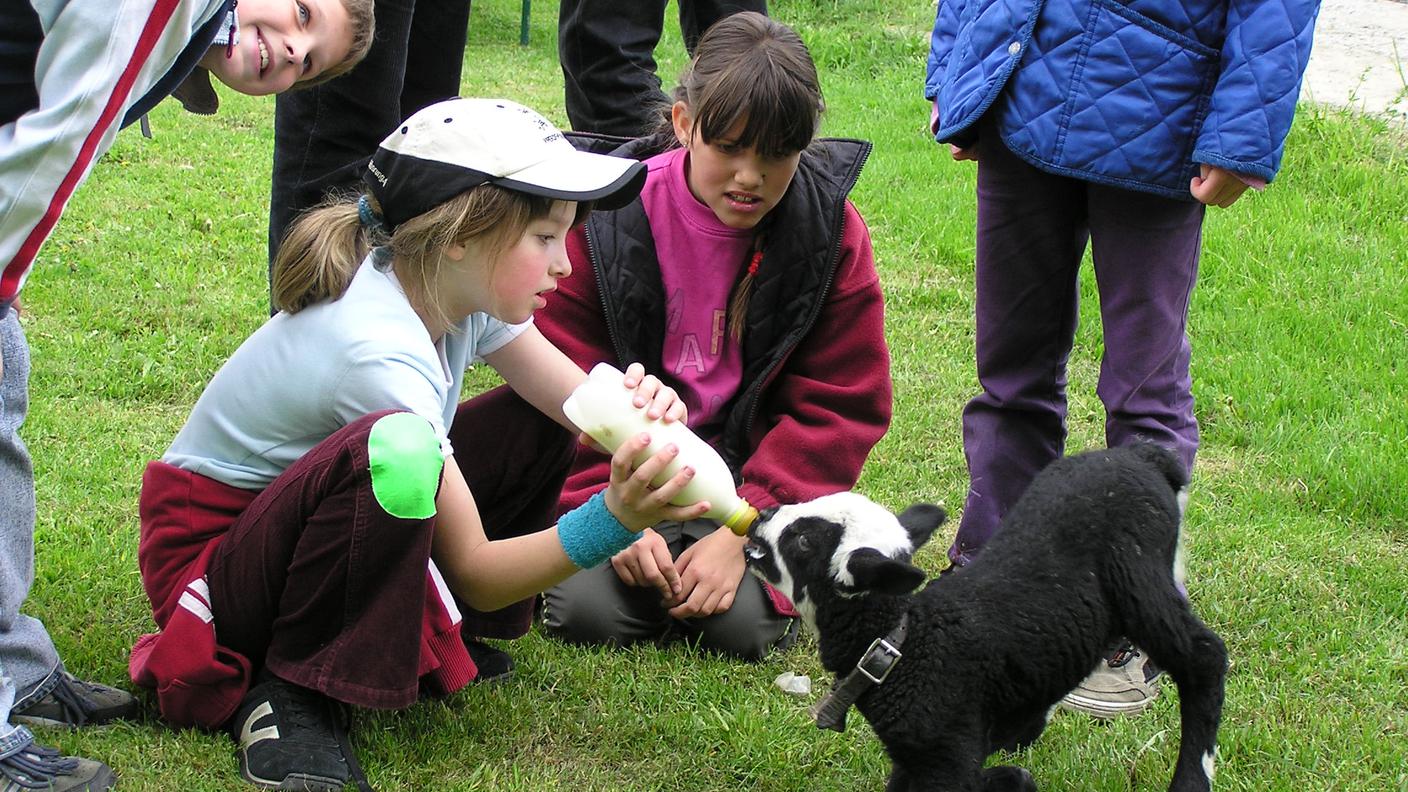 Scuola in Fattoria.JPG