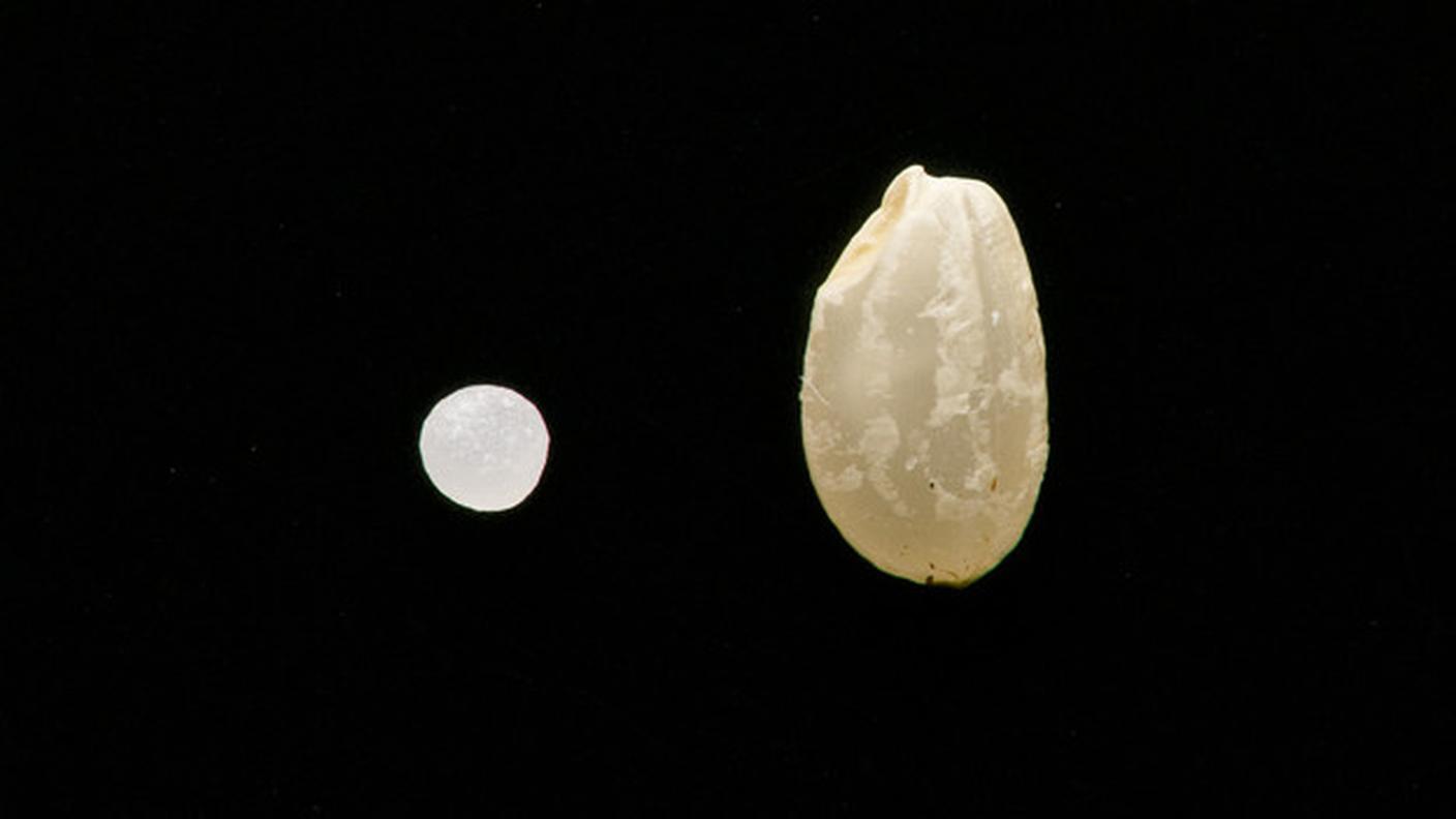 Sbiancatura del chicco di riso