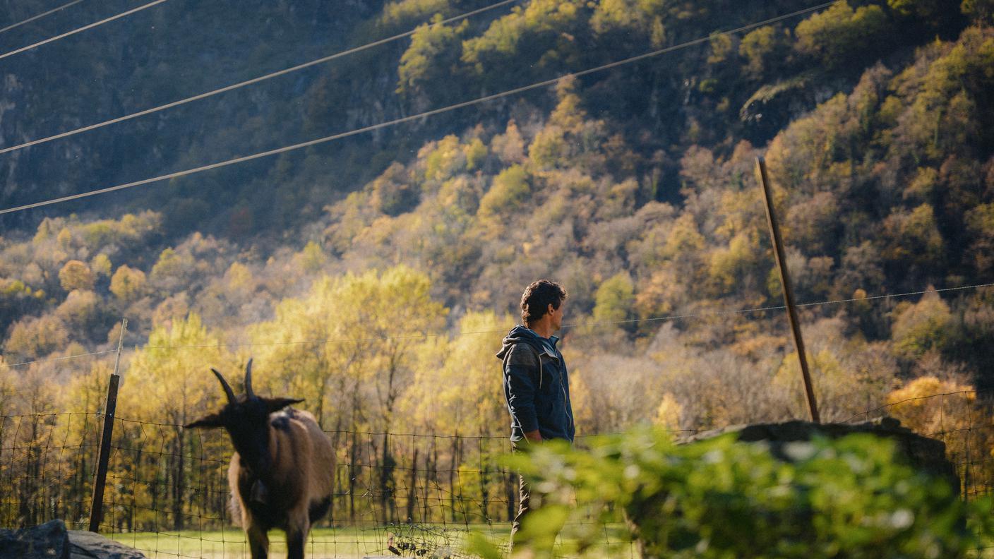 Giorgio Speziale, cicitt, Bignasco