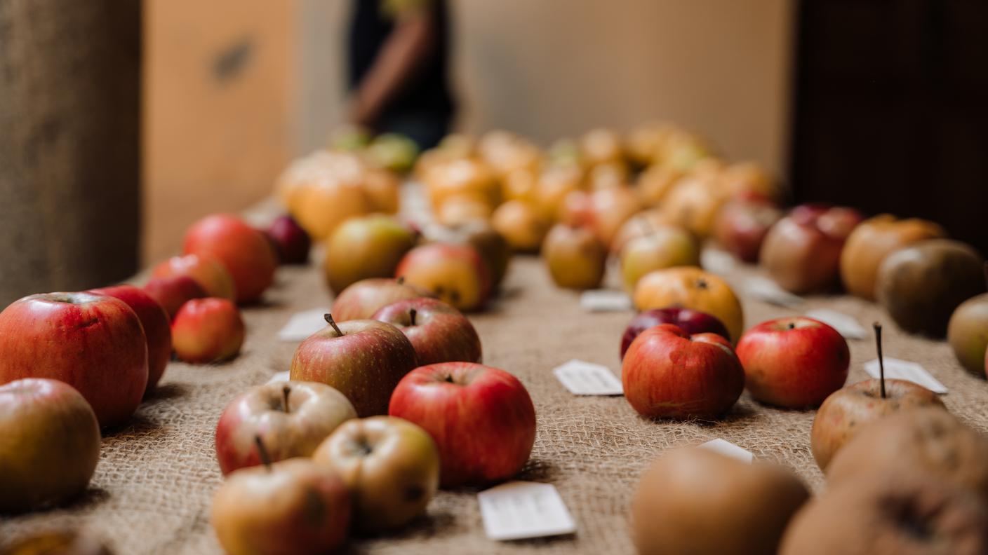 Mele di varietà antiche ticinesi