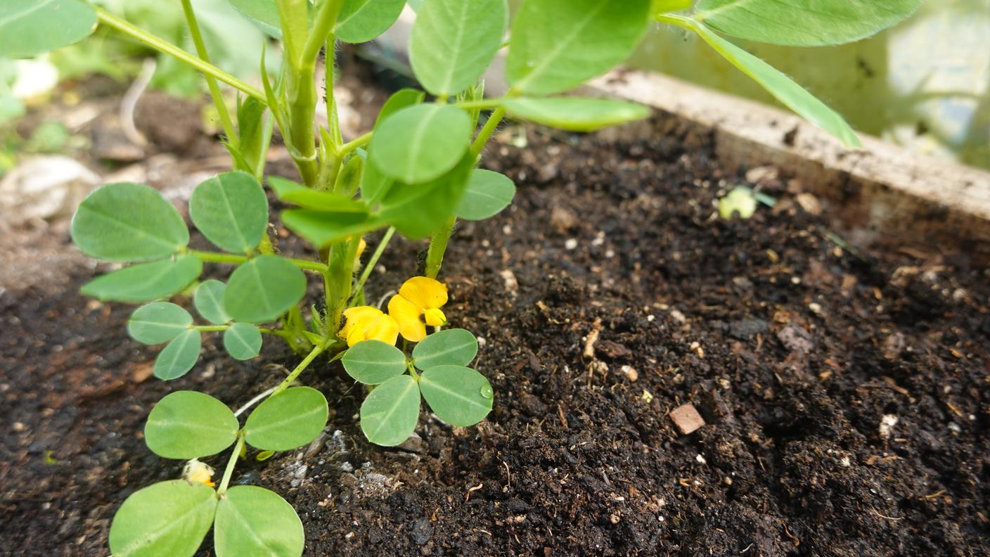 pianta fiore dell'arachide