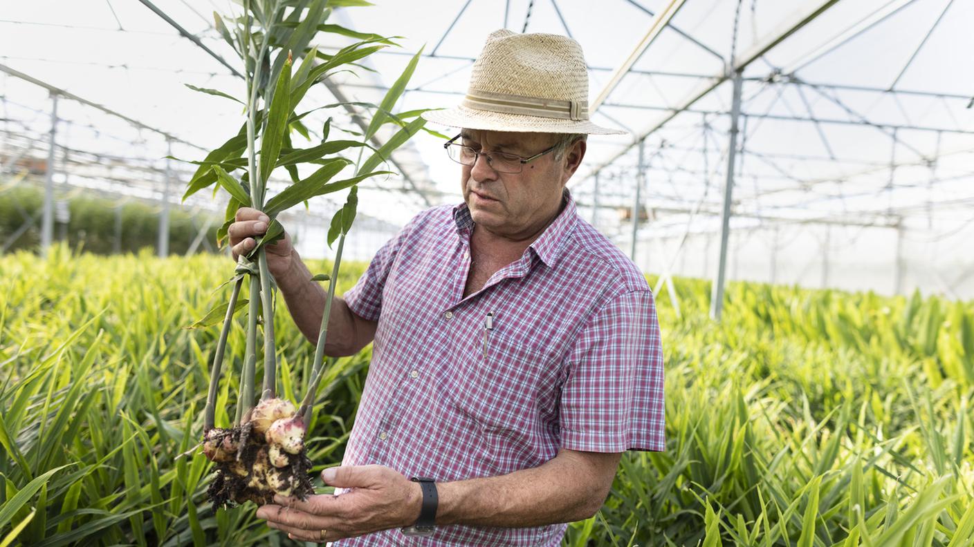 L'agricoltore bio Stephan Müller è uno dei pionieri della coltivazione dello zenzero in Svizzera. Le coltiva nella sua serra a Steinmaur, Zurigo.