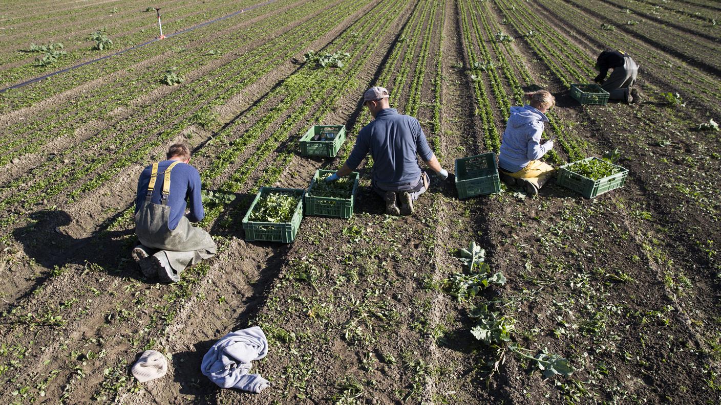 I sostenitori del testo puntano ad un'agricoltura sostenibile e di prossimità