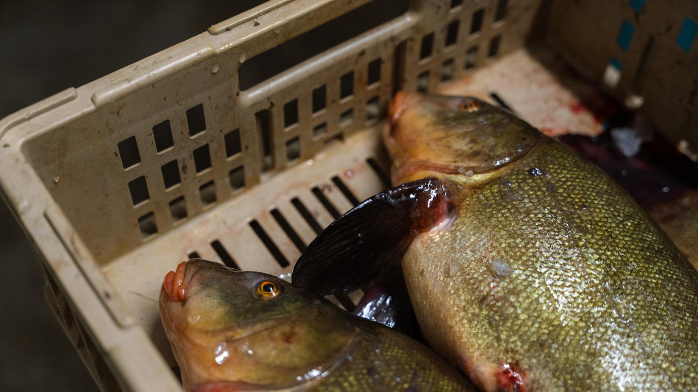 pesce di lago, pesce fresco, pesca