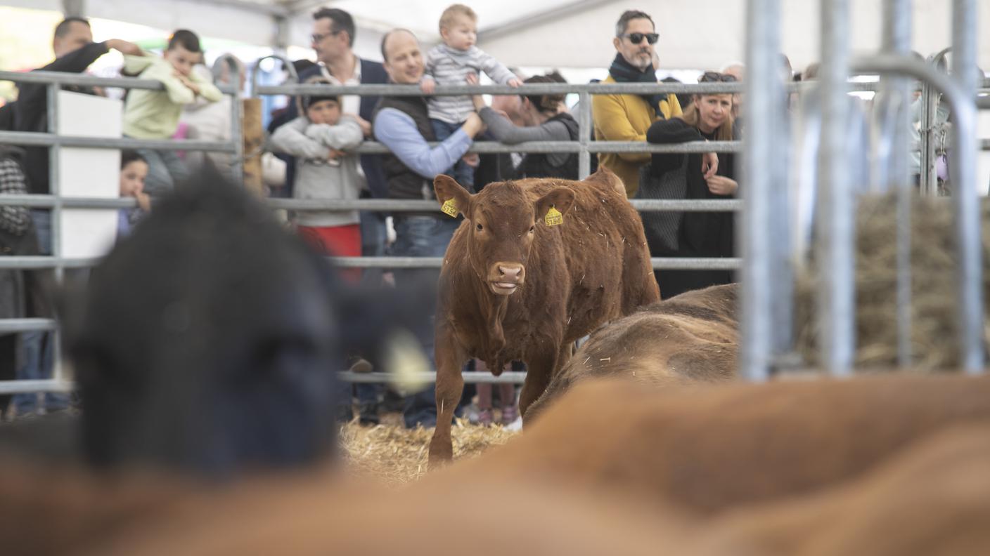 Fiera di San Provino, Agno