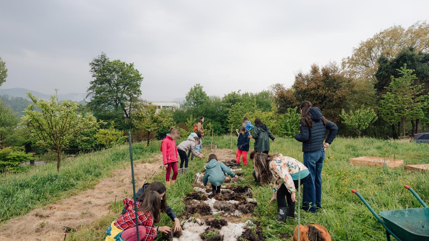 I bambini coltivano diverse varietà di patate, come quelle di ProSpecieRara. Imparano le varie tecniche di agricoltura biologica e rigenerativa, come la pacciamatura: in questo caso è con la lana di pecora.