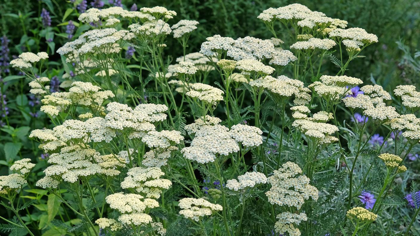 Fiori di Achillea