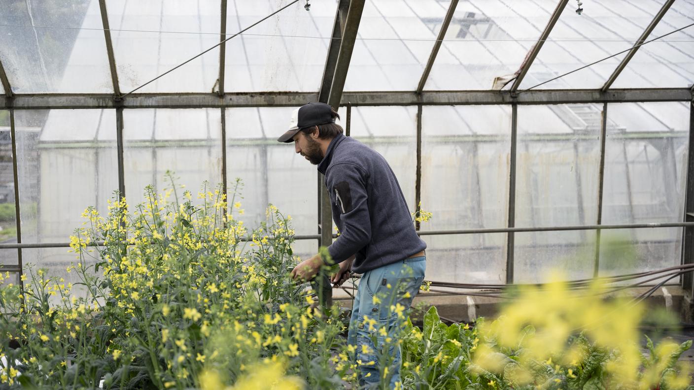 Fondazione orchidea, agricoltura sociale