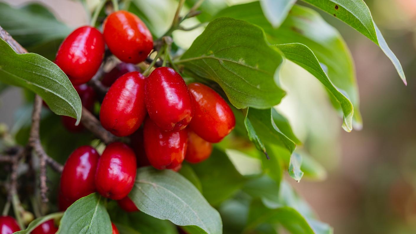 I frutti del corniolo