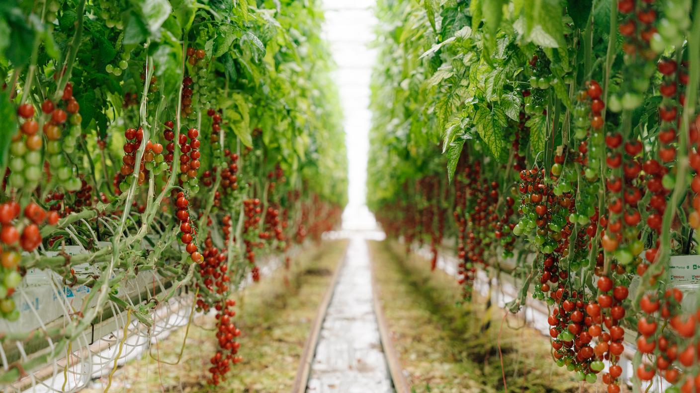 pomodori serra piano magadino orticola bassi