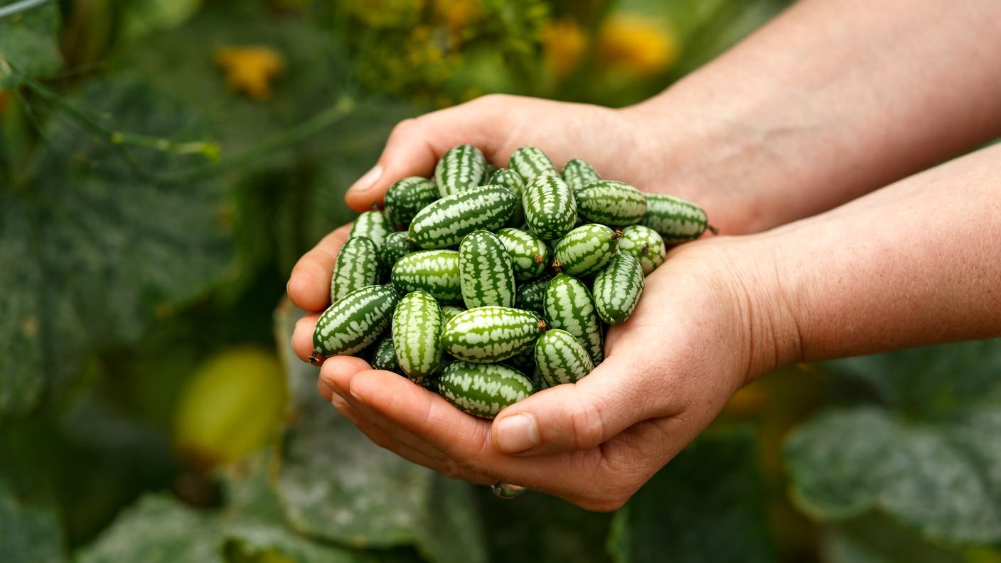 cetriolo messicano, cucamelon, Melothria scabra