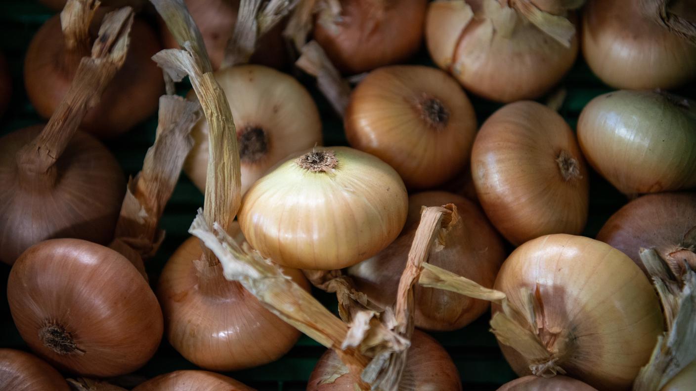 Cipolla Bianca 