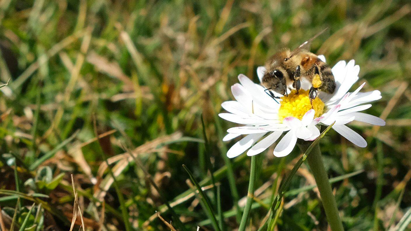 Un'ape fa rifornimento di polline