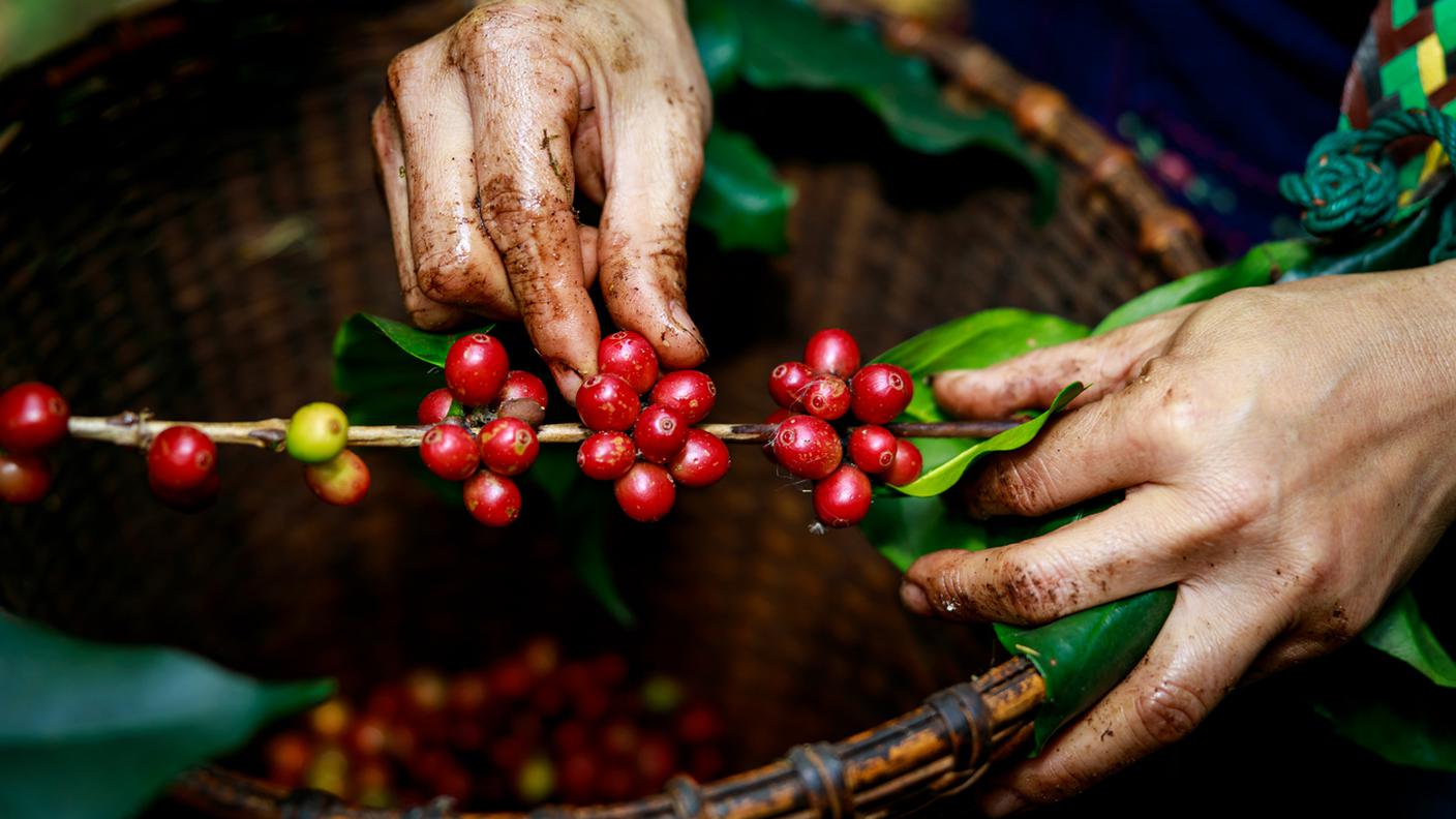 frutto del caffè