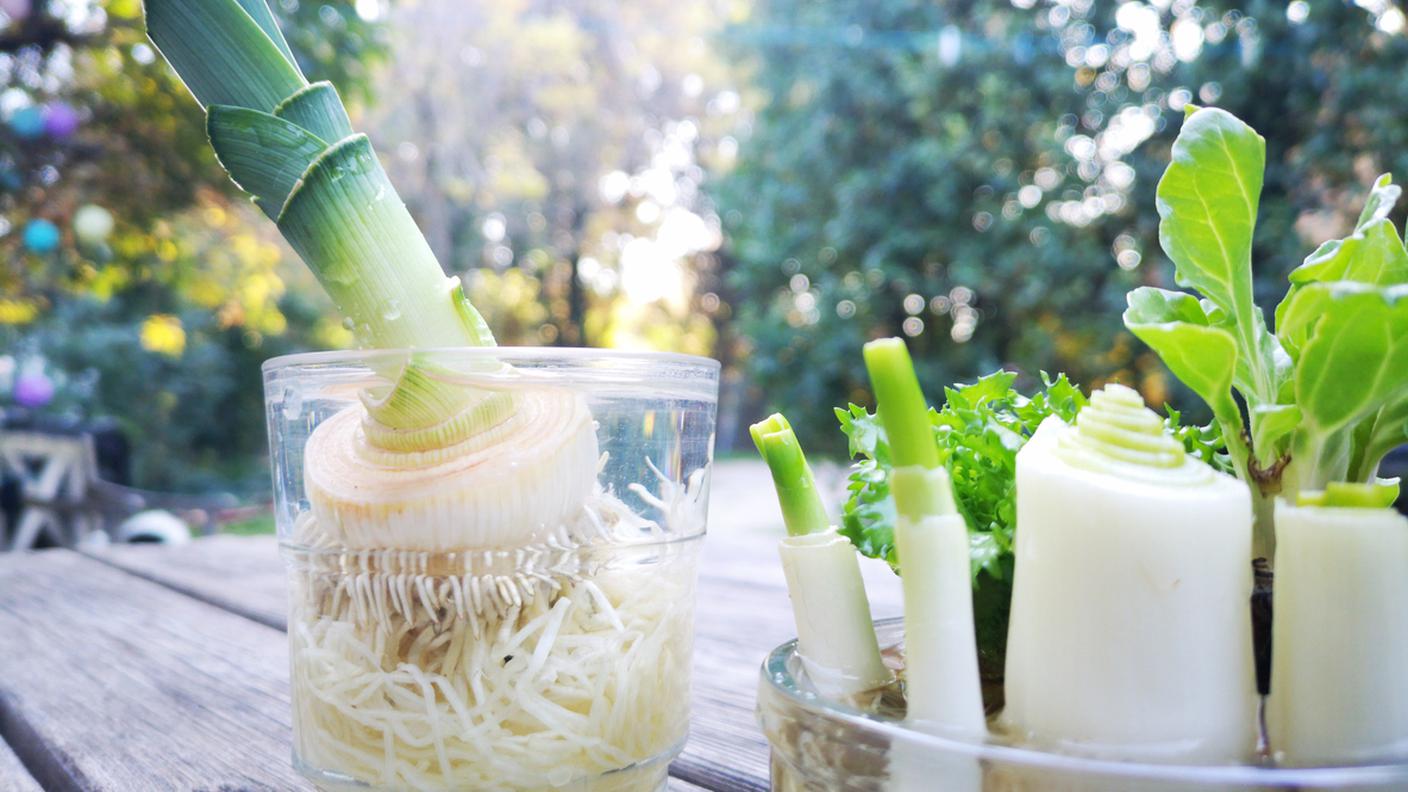 Regrowing da scarti di cipollotto, scalogno, insalata e porro in barattoli pieni d'acqua