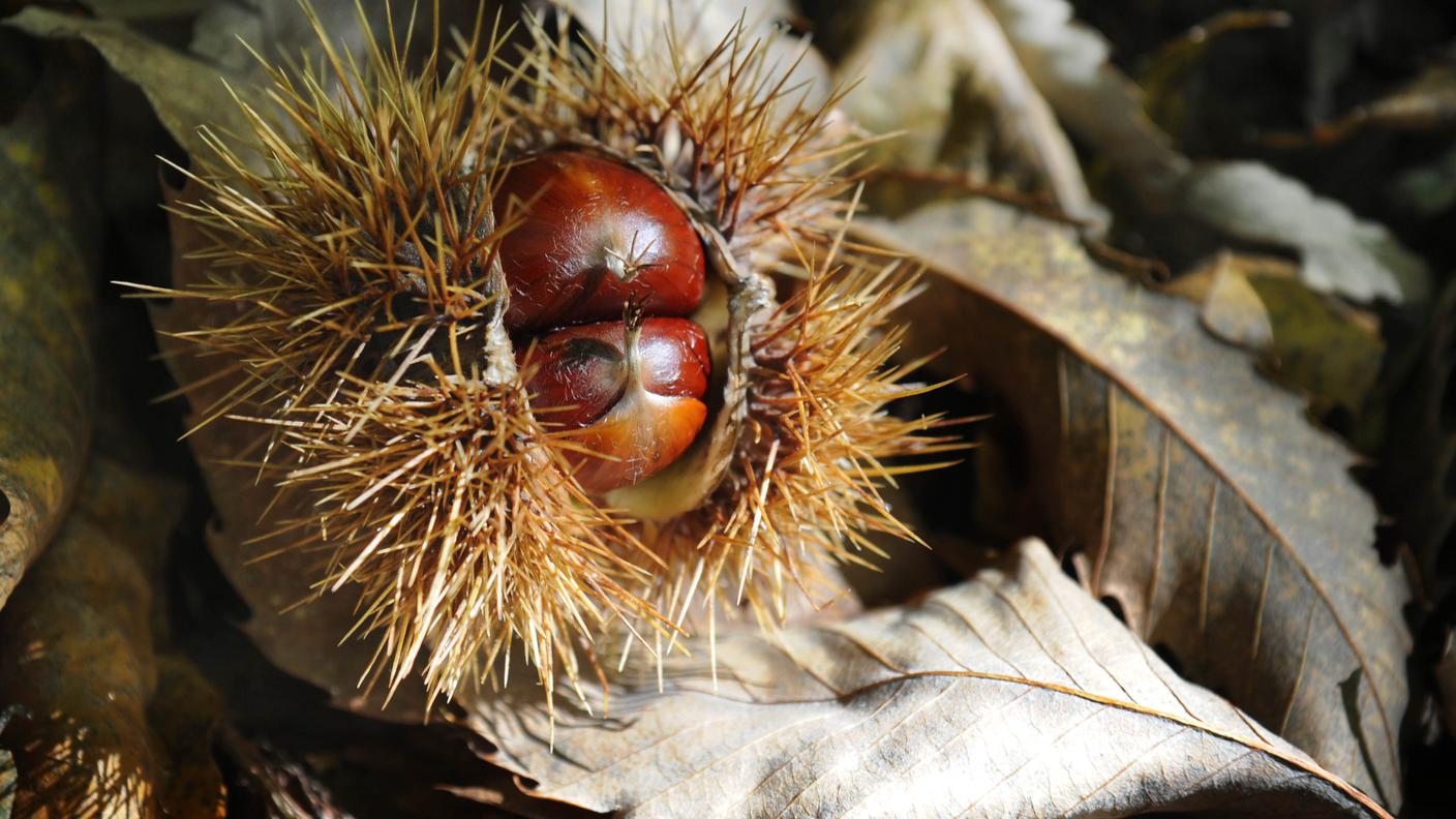 Le castagne ricominceranno a nascere