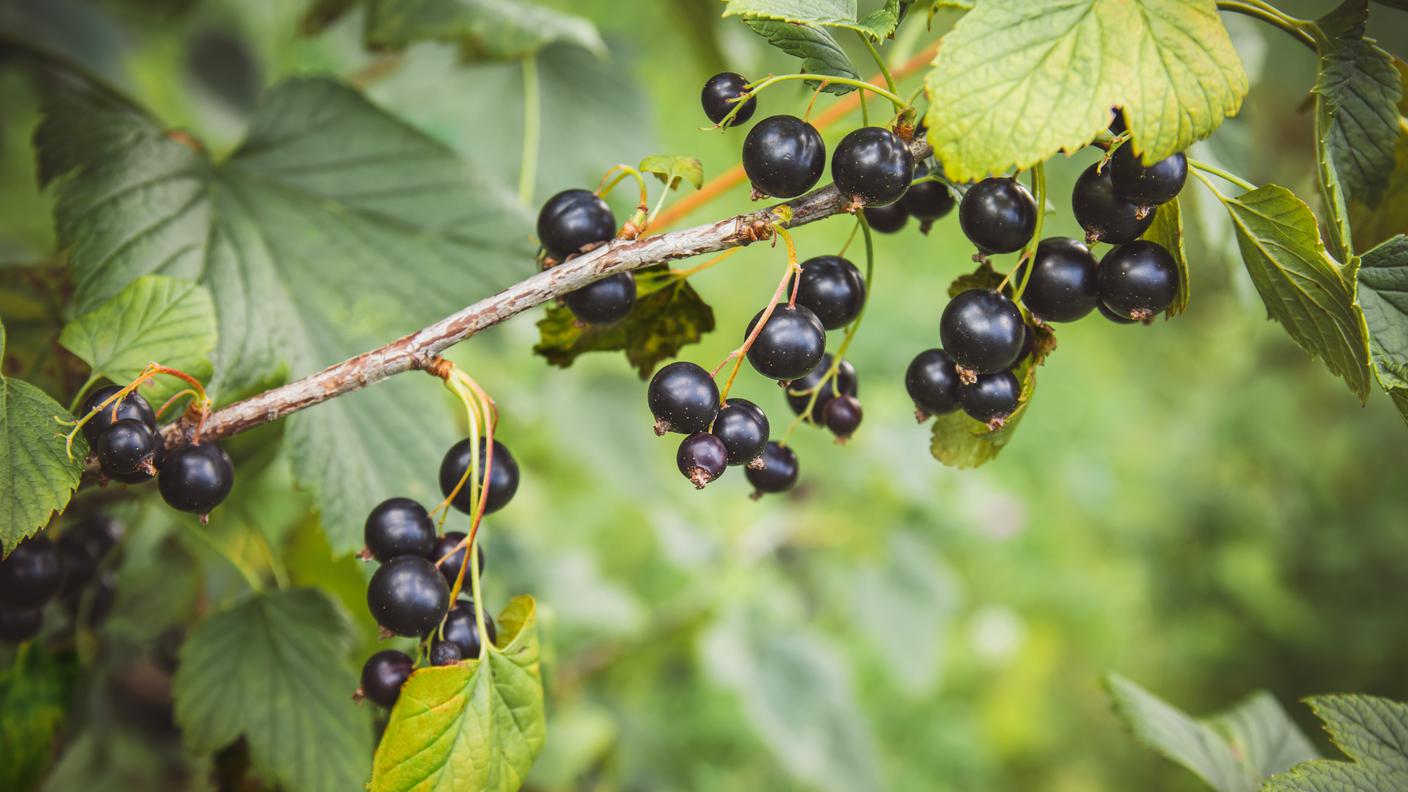Ribes nero o cassis