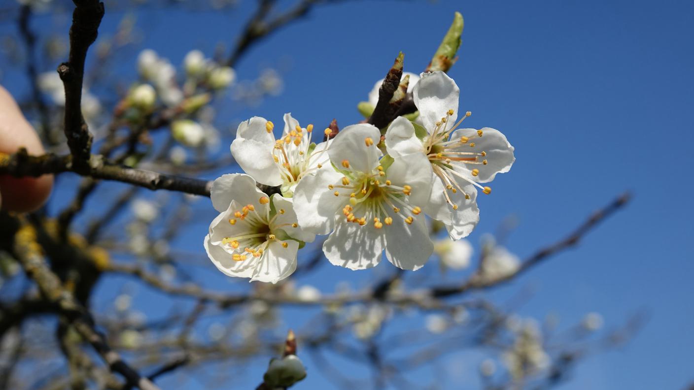 fiori albero susina Löhr