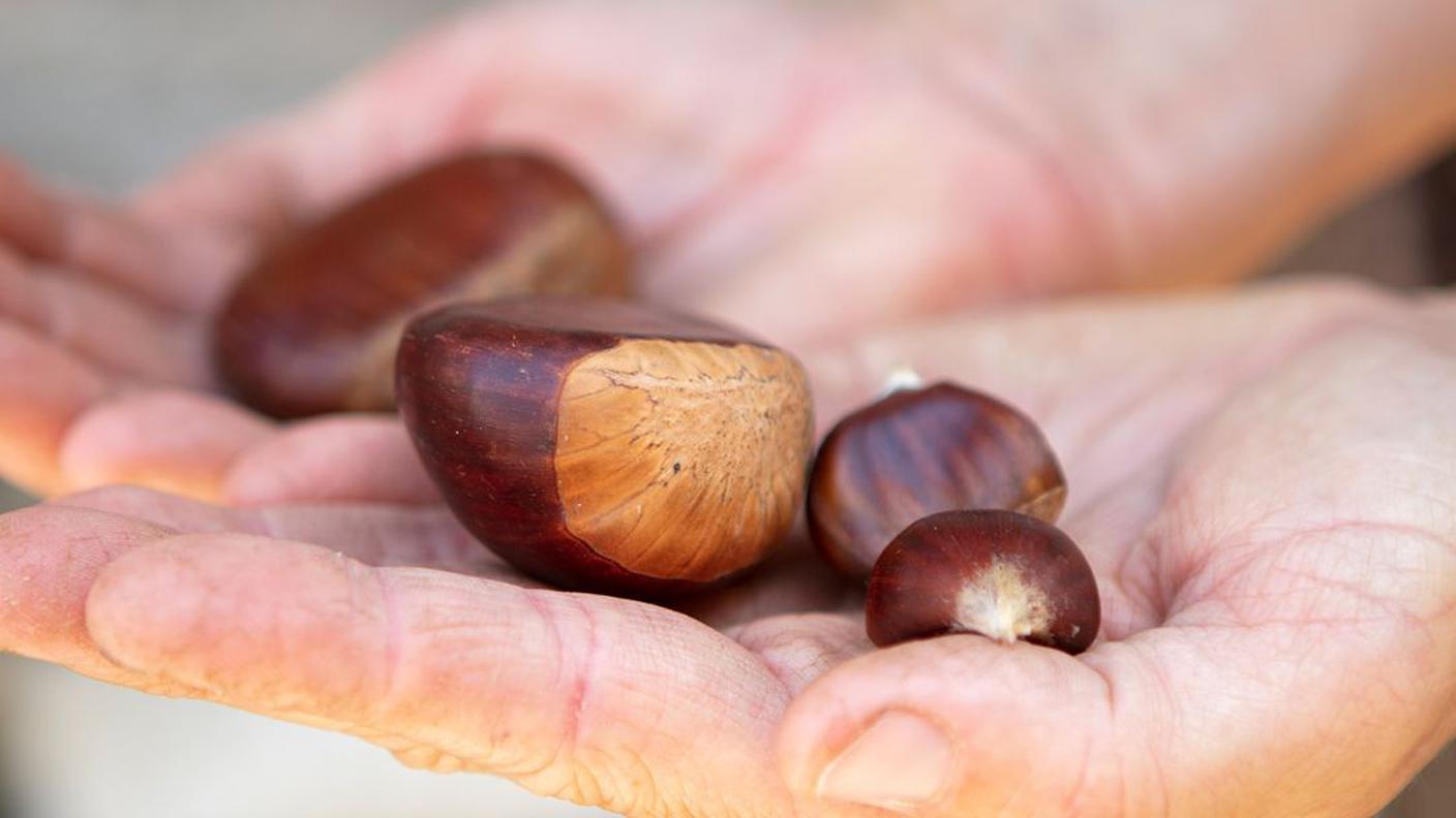 Carico grà Moghegno, castagne, mani