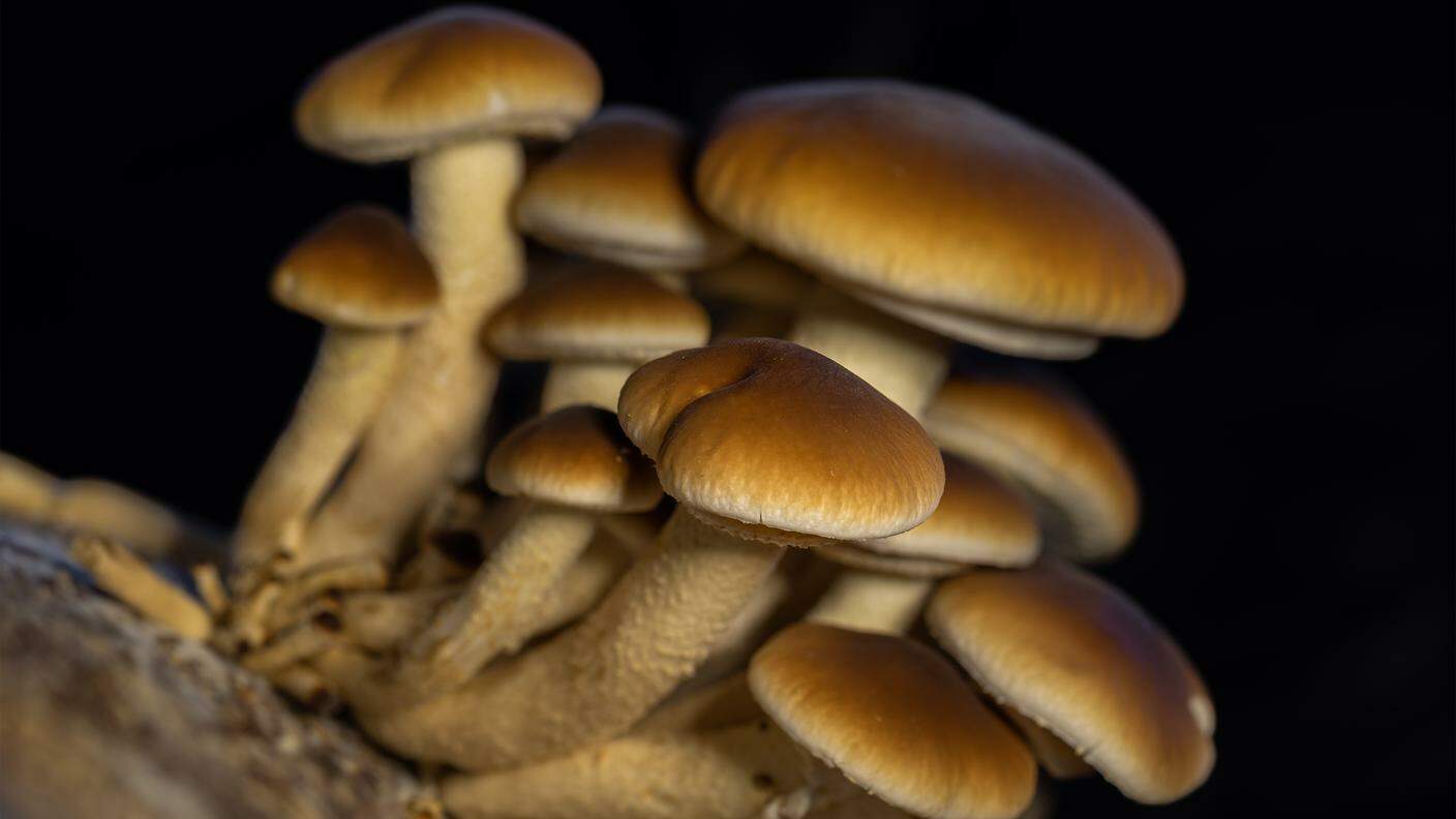 Pioppino - Micocene funghi