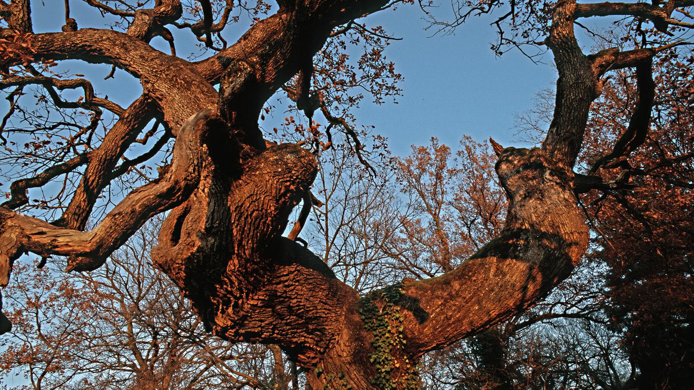 Una quercia a Bubendorf (BL)