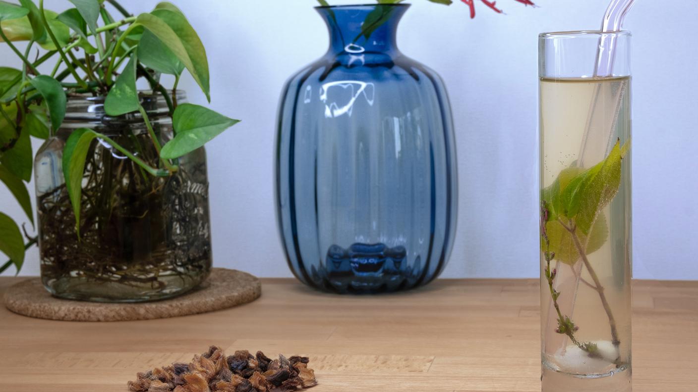 Virgin Kombucha 1.jpg
