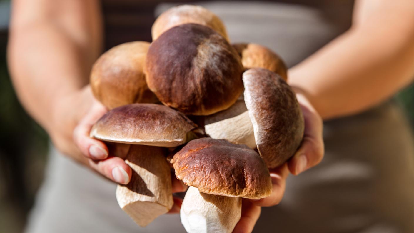 Porcini 