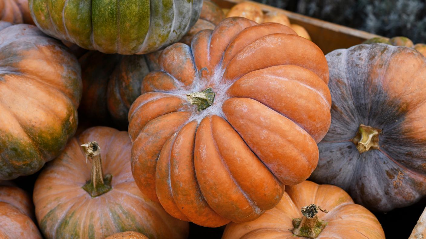 iStock-zucca