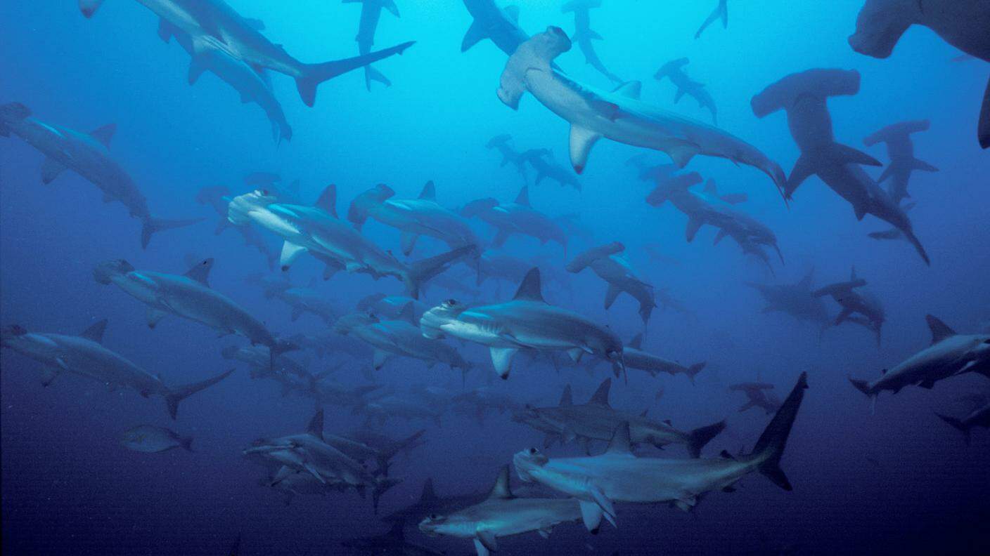 Gli squali martello sono una specie a rischio